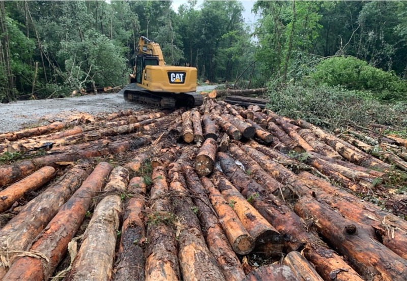 An excavator sitting in front of felled logs in a forest.